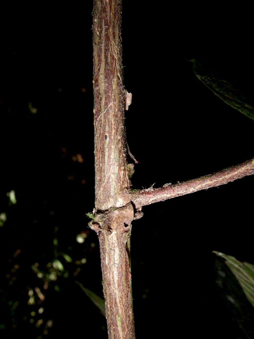 Panama-Sabicea 19
