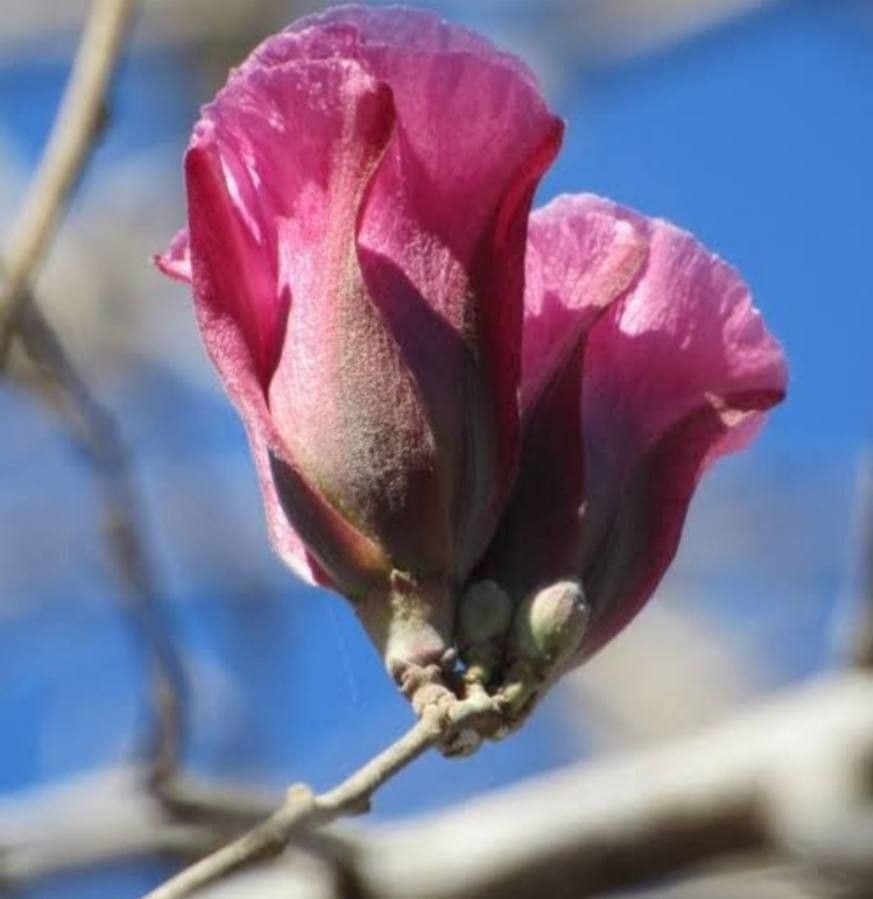 Cotone arido