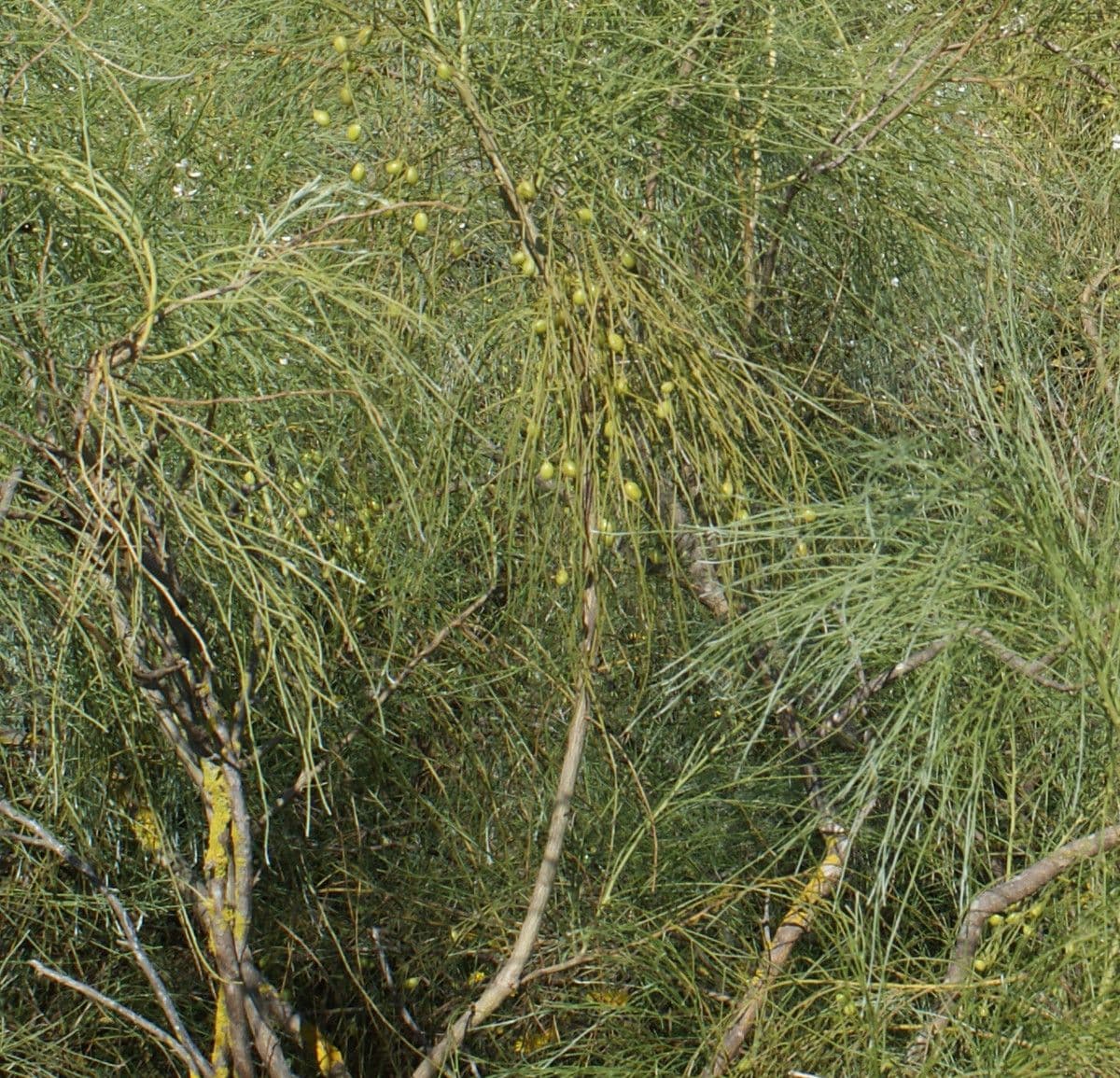 Rhamnus 12