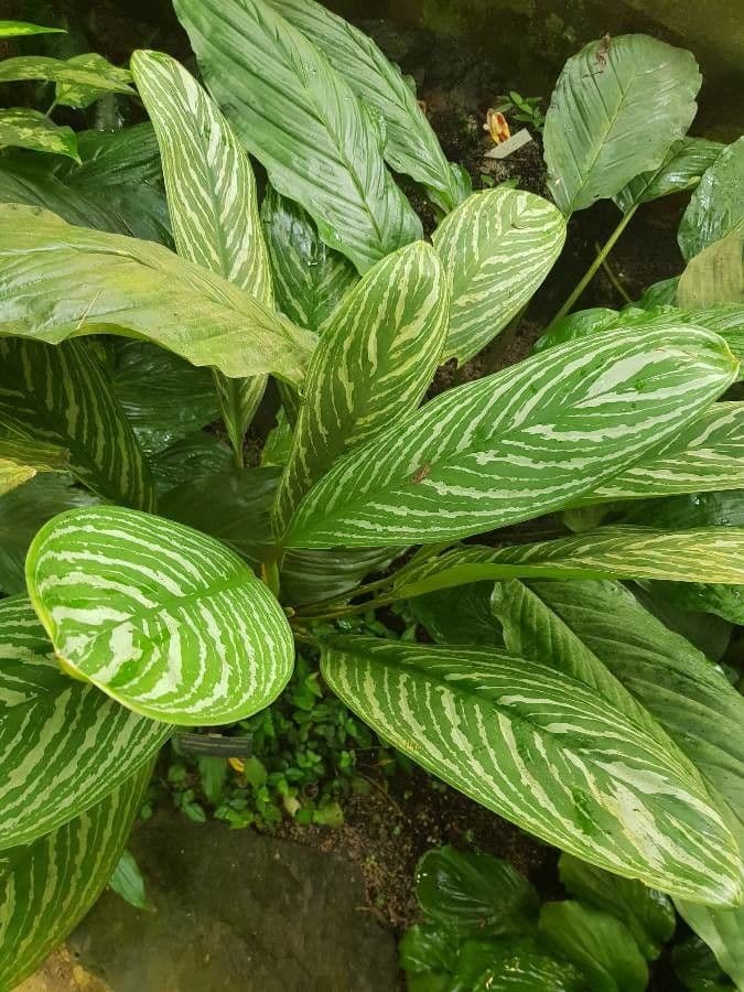 Aglaonema 3