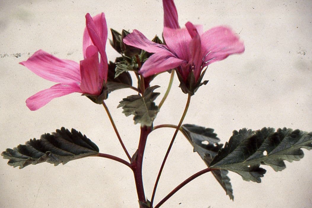 Malope malacoides 5