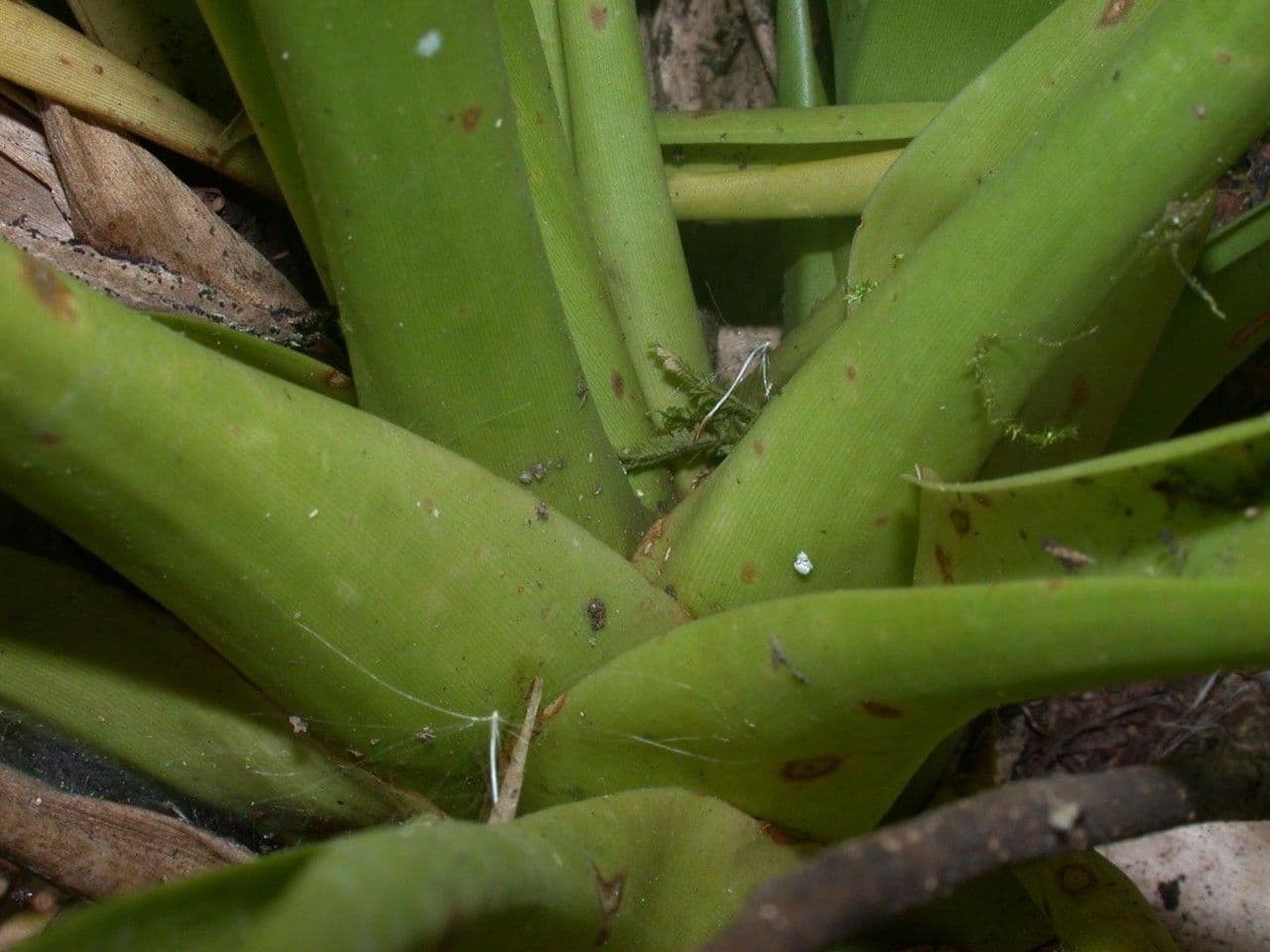 Guzmania monostachia 24