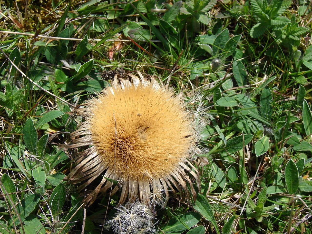 Akantusblättrige Eberwurz 3