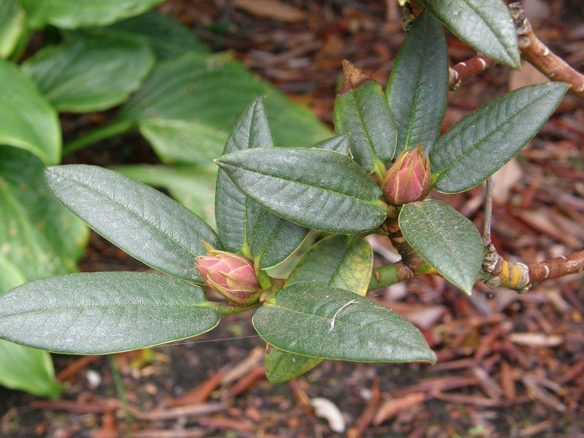 Rododendro 14