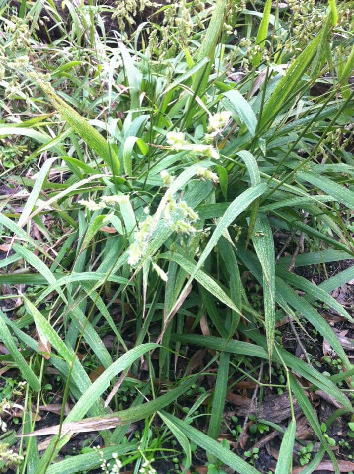 Leersia