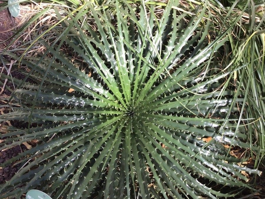 Hechtia del Texas