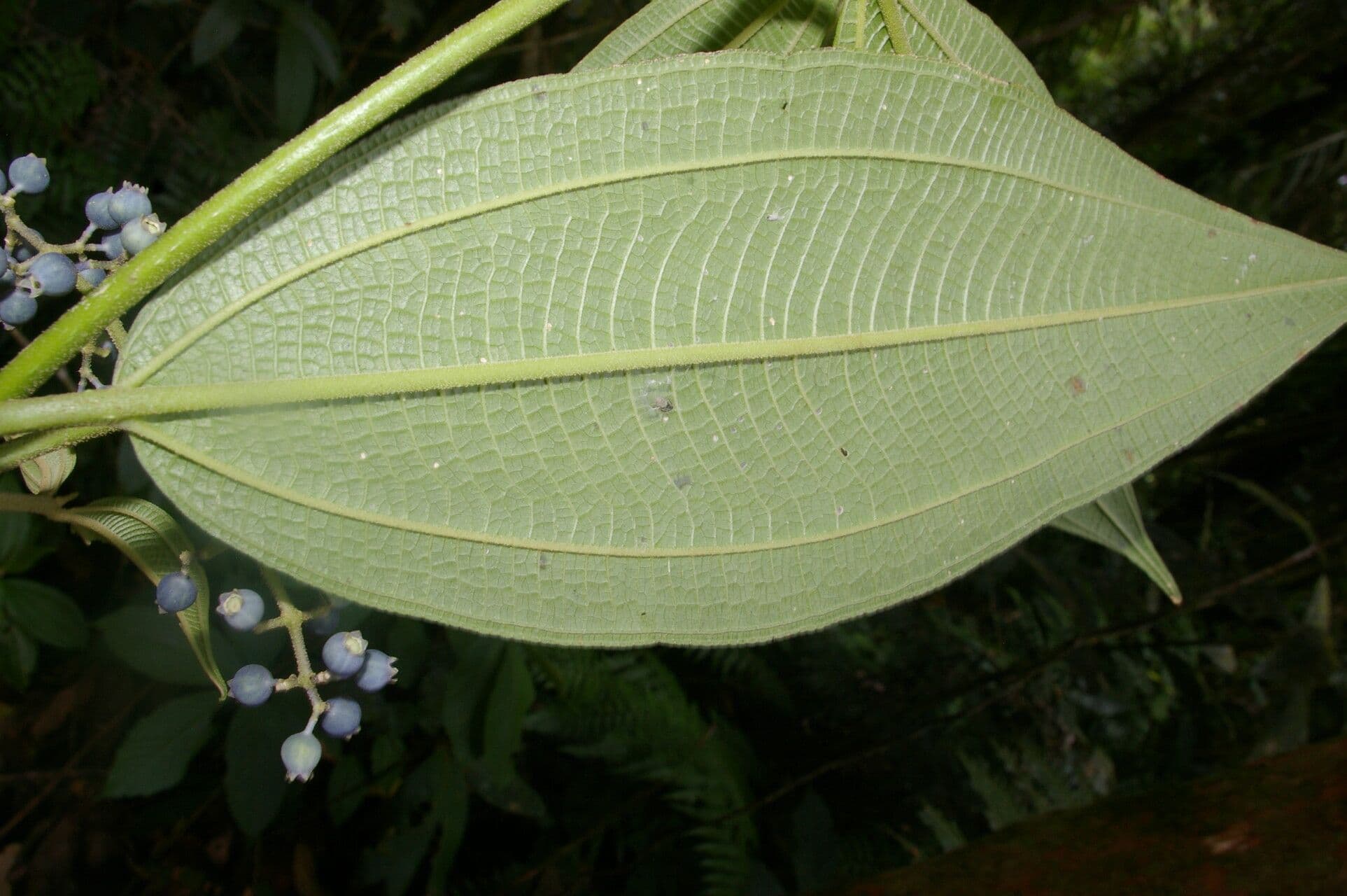 Miconia 9