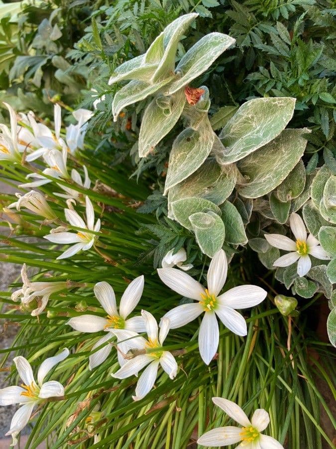 Ornithogalum gussonei 4