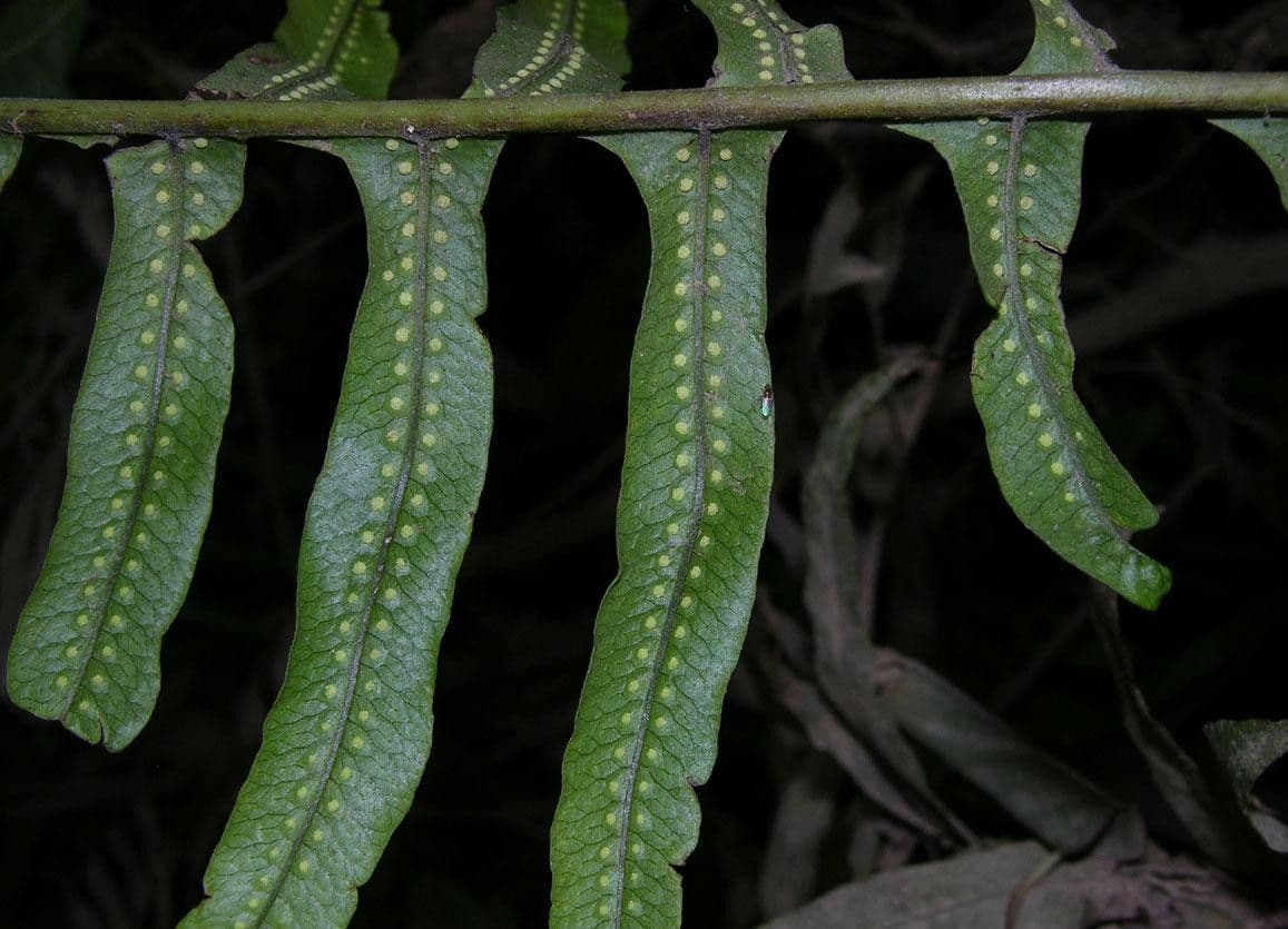 Serpocaulon 5