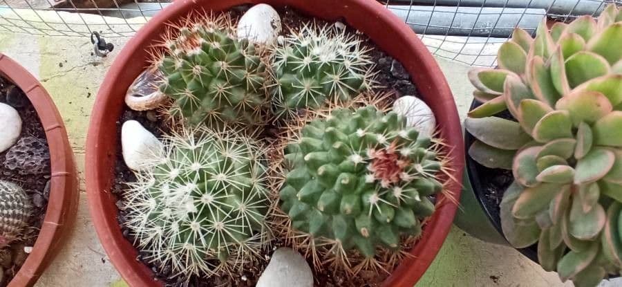 Mammillaria 21