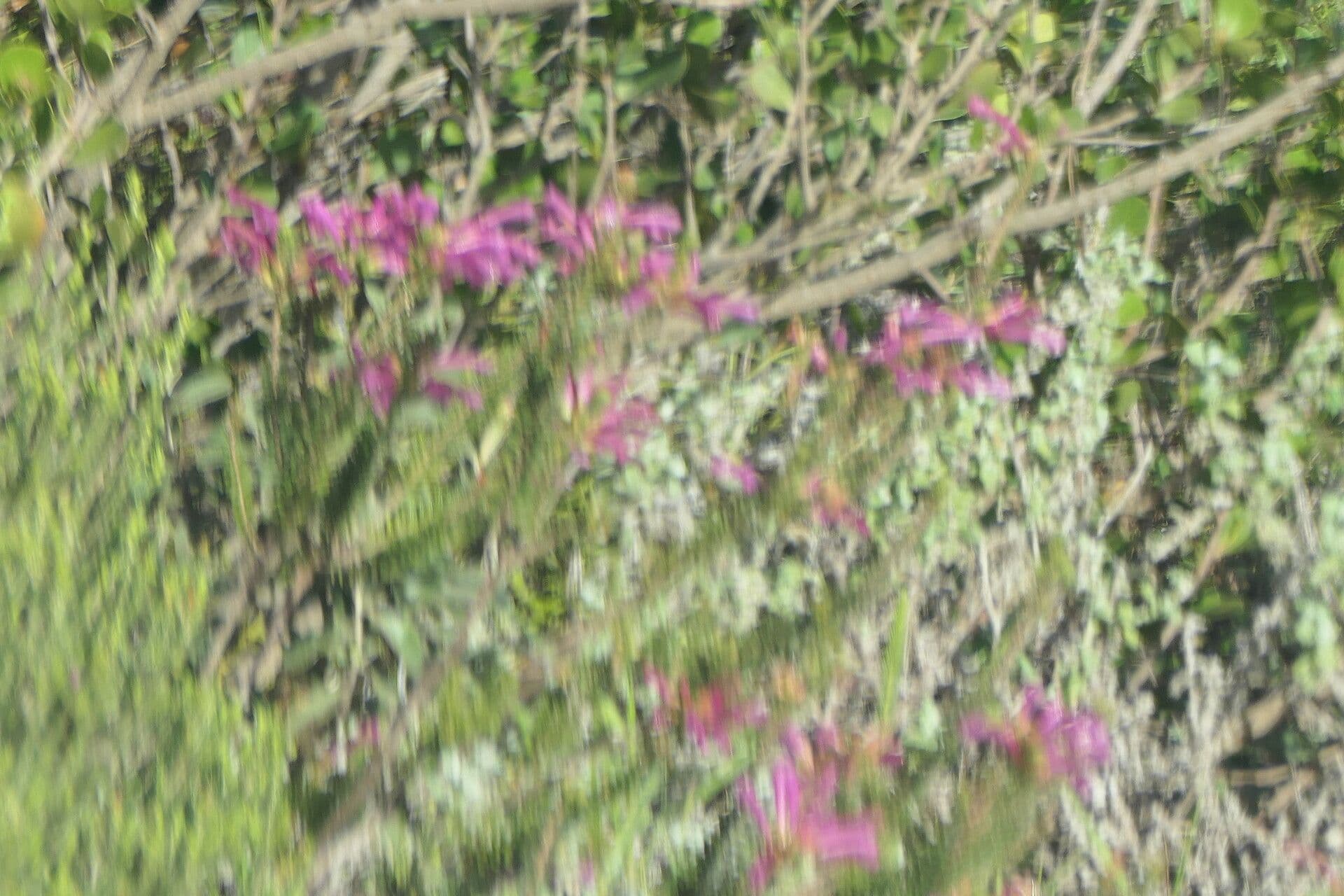 Tannenheide 5