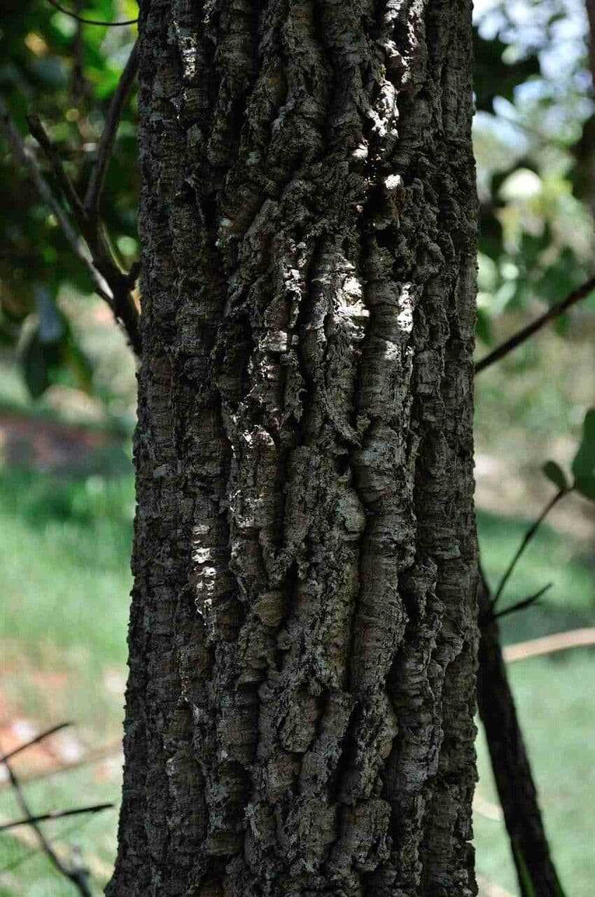 Annona crassiflora 19