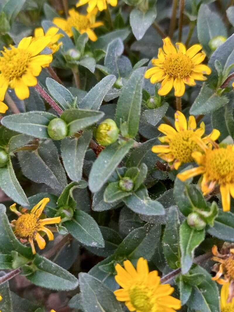 Sanvitalia prostrata 13