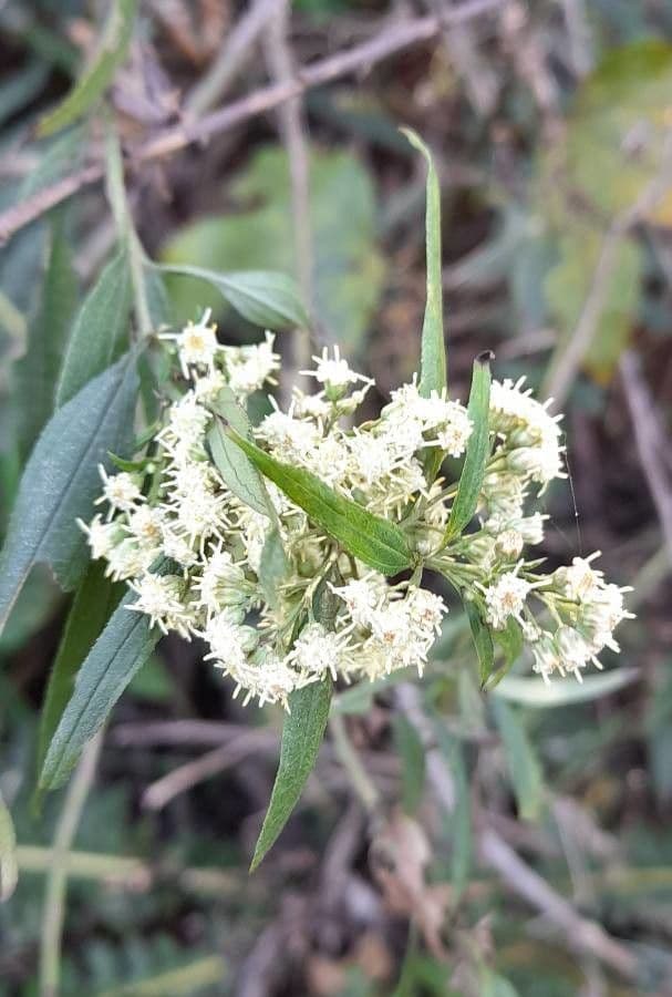 Baccharis 2