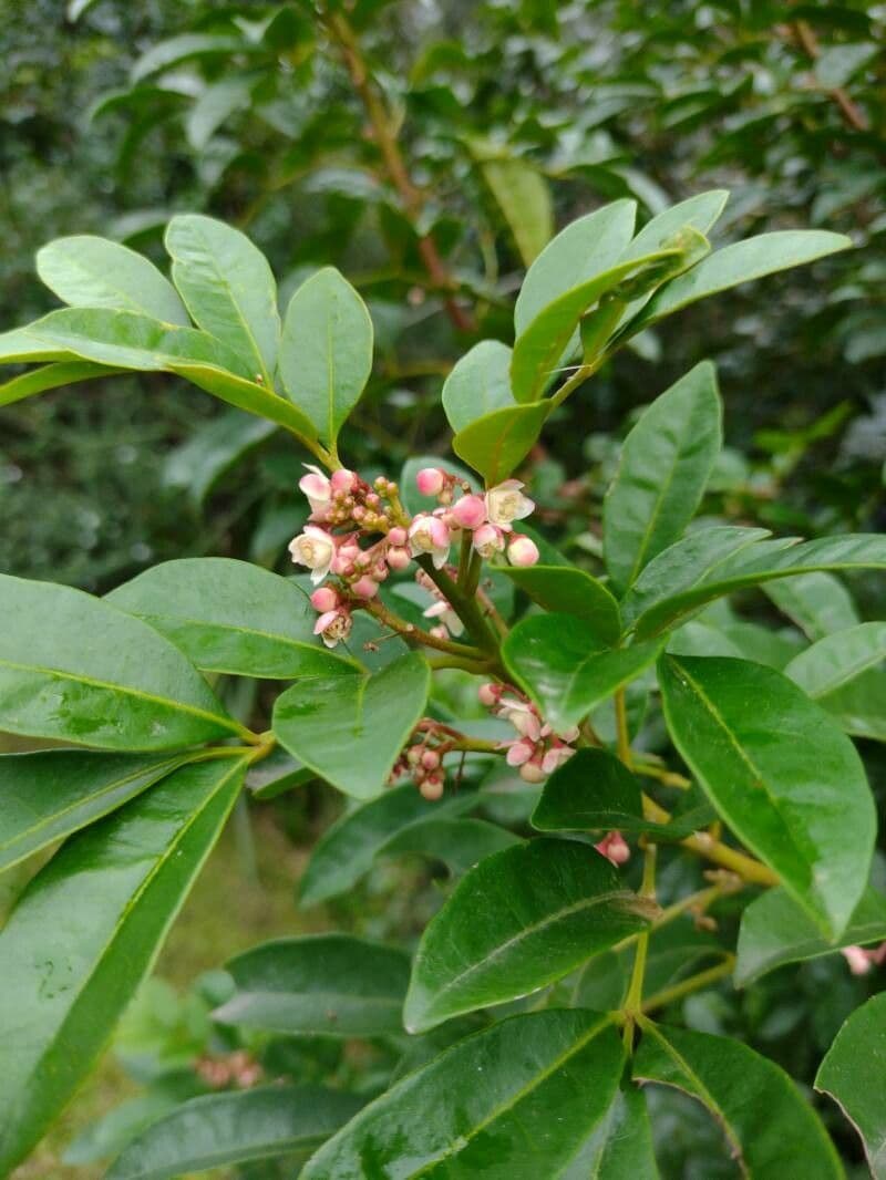 Synoum glandulosum 6