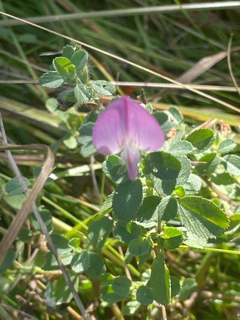 Ononide spinosa 14