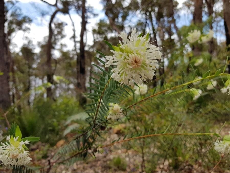 Pimelea