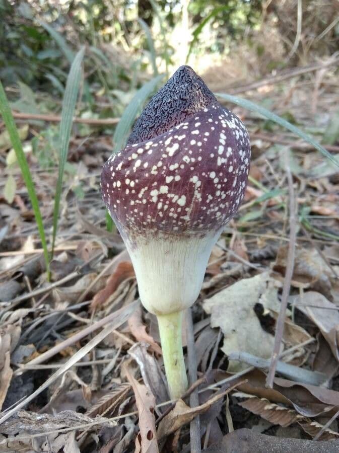 Amorphophallus aphyllo 3