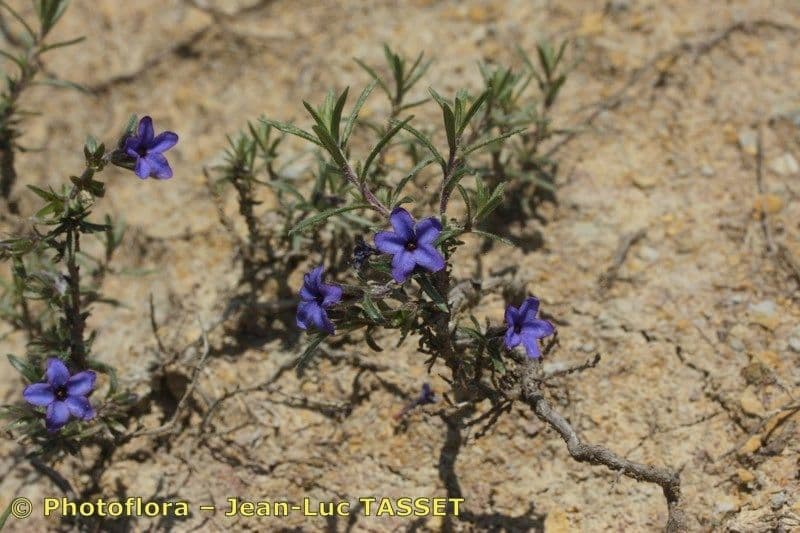 Erba perla arbustiva 25