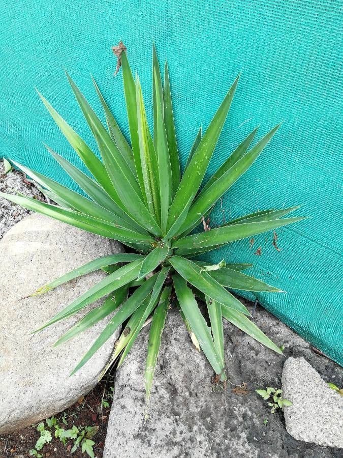 Agave lechuguilla 15