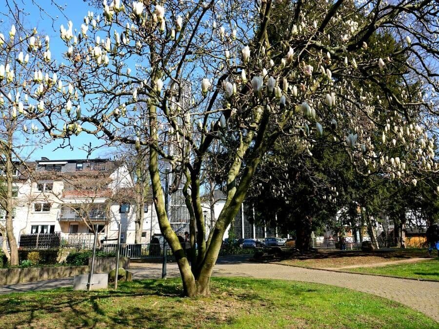 Magnolia denudata 11