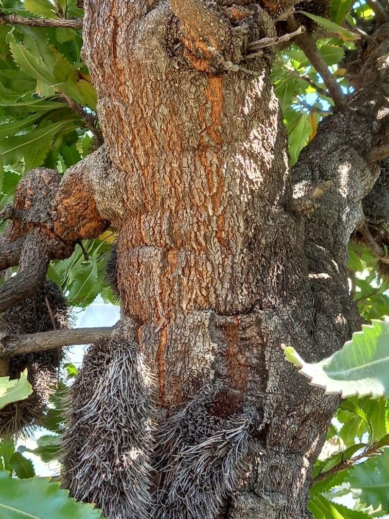 Banksia 20