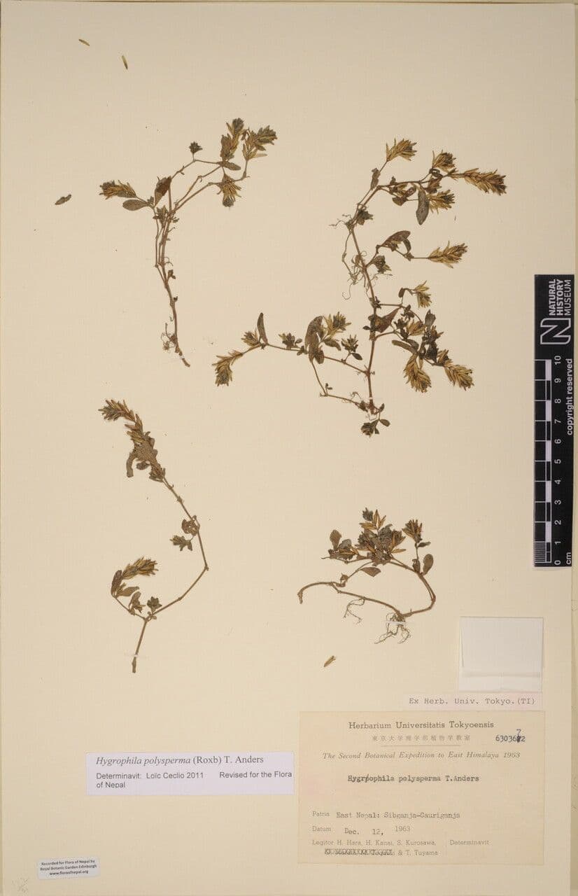 Hygrophila polysperma 9