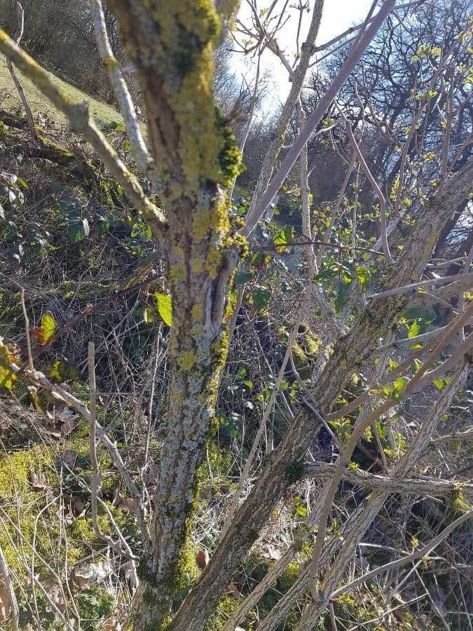 Cotonéaster alpin 25