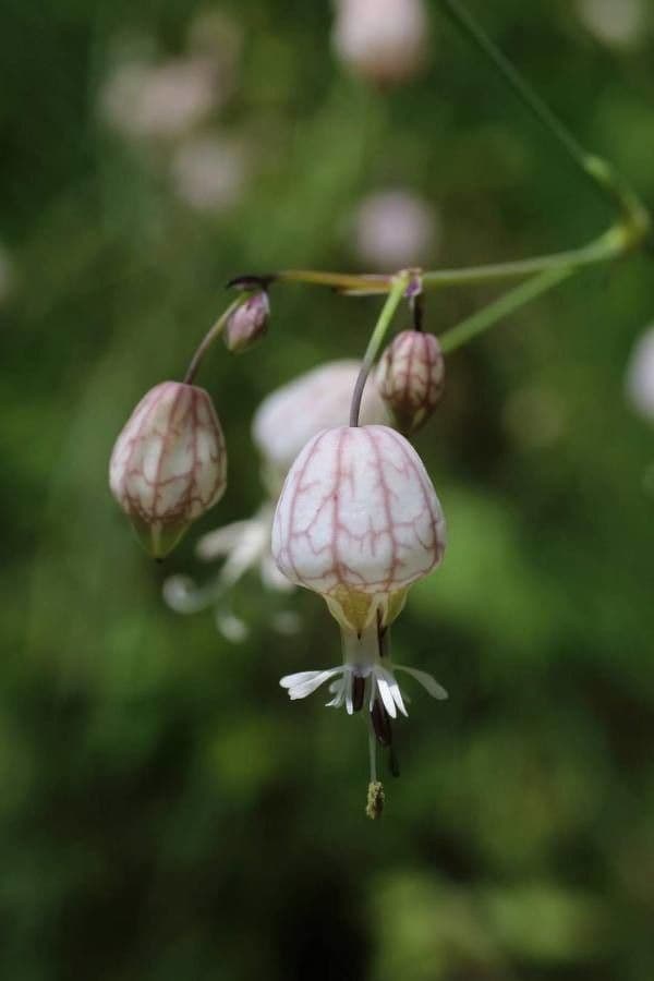 Silene 2