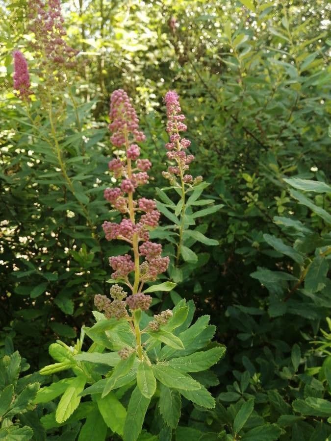 Spiraea di Douglas