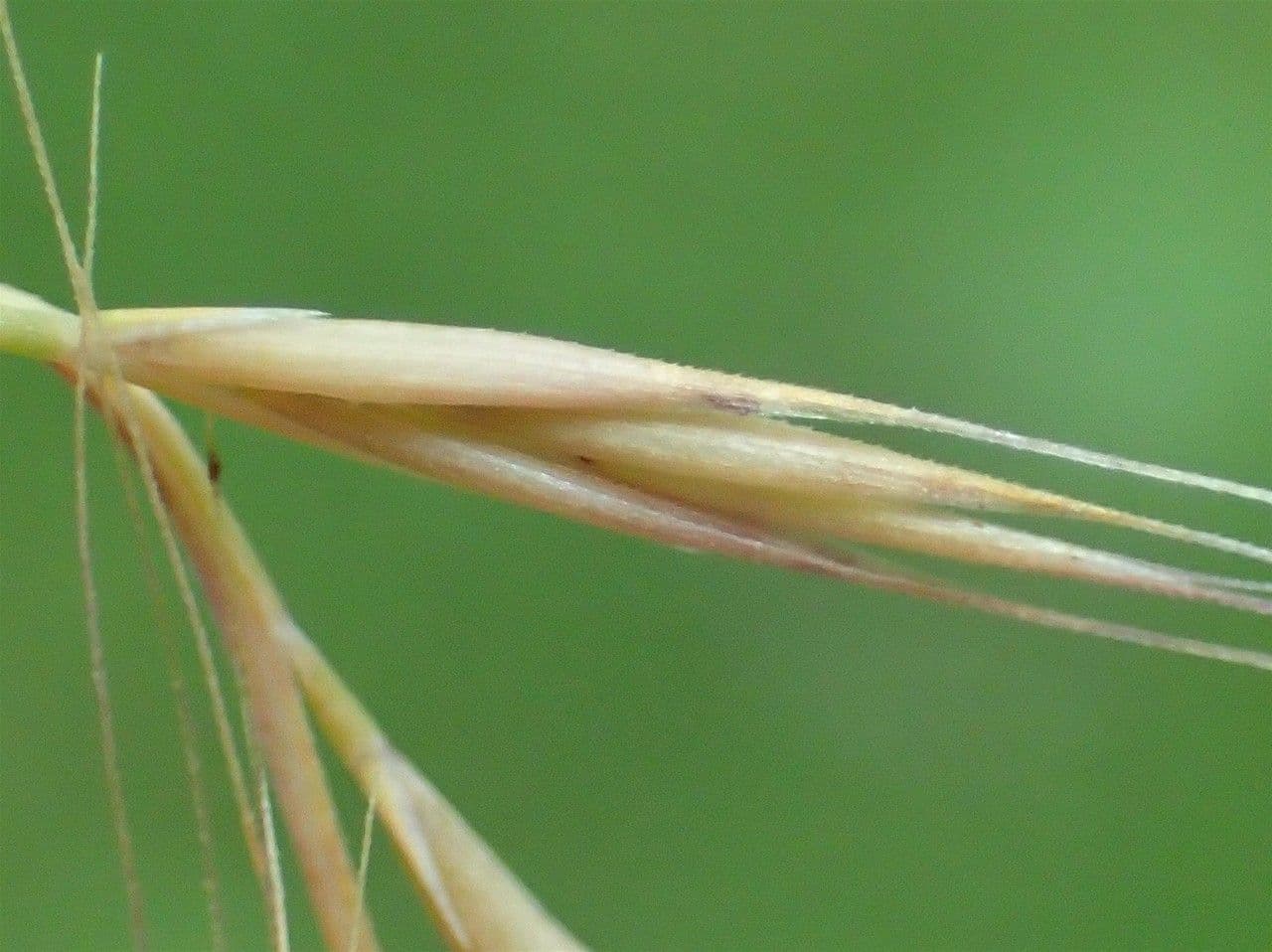 Vulpia 3
