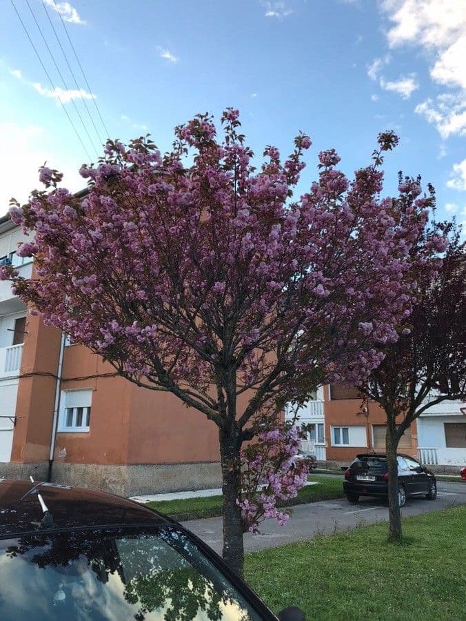 Ciliegio giapponese 15