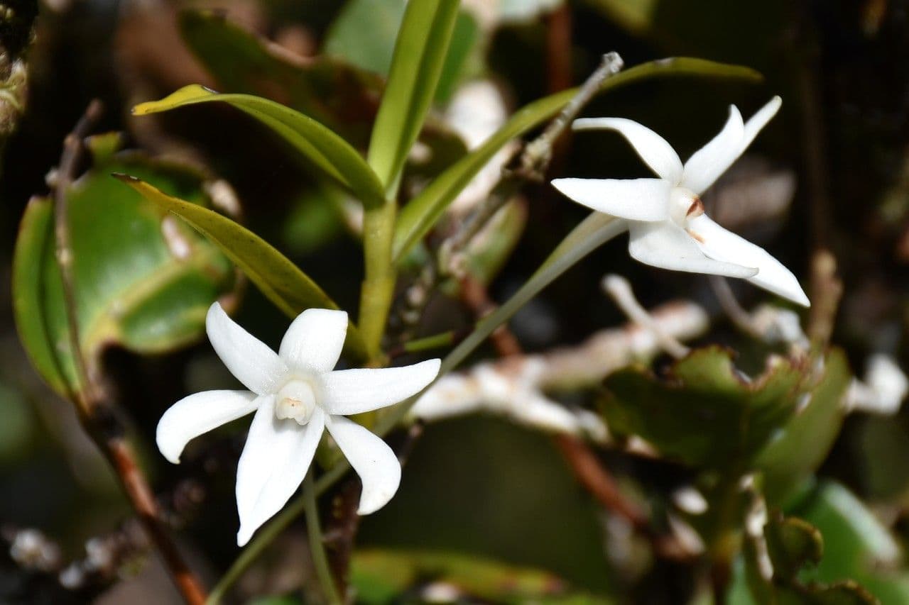 Angraecum 2