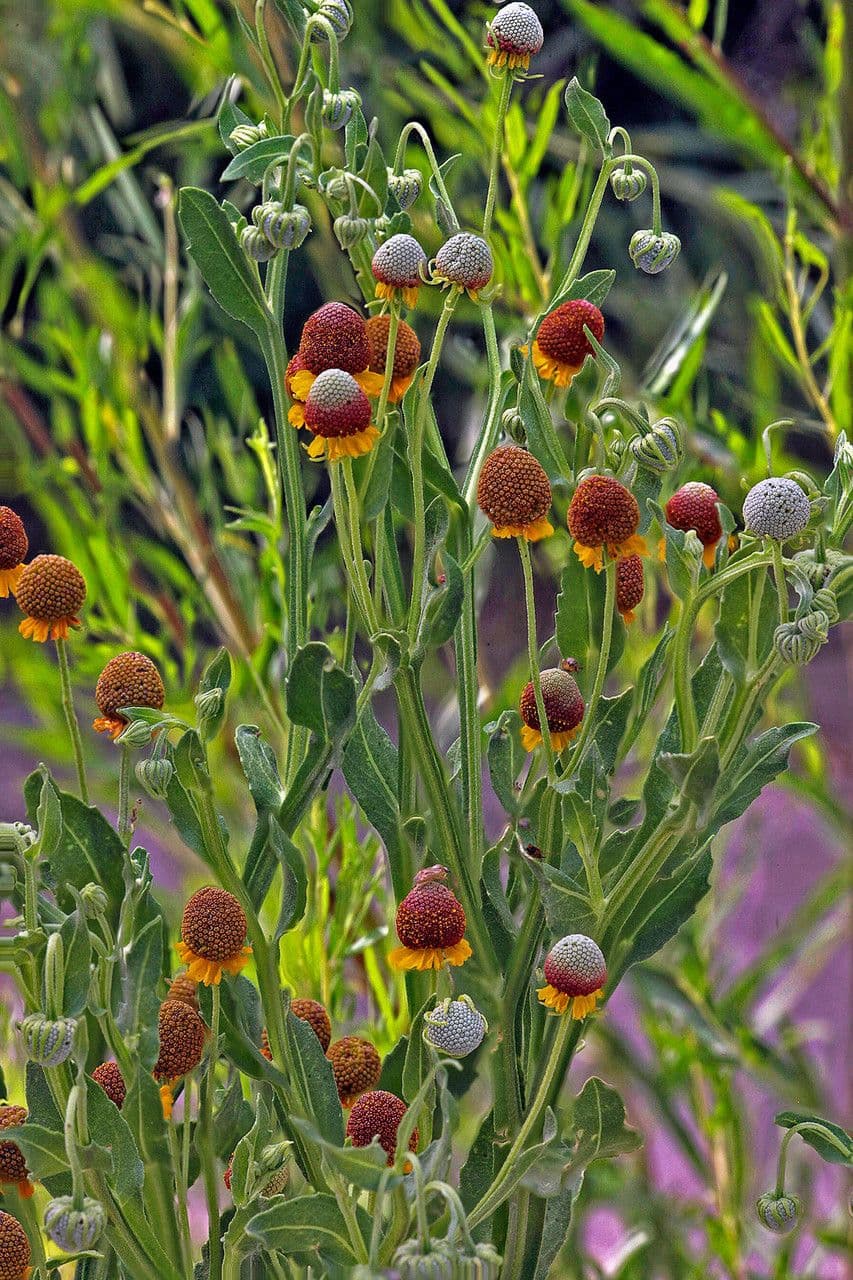 Helenium 3