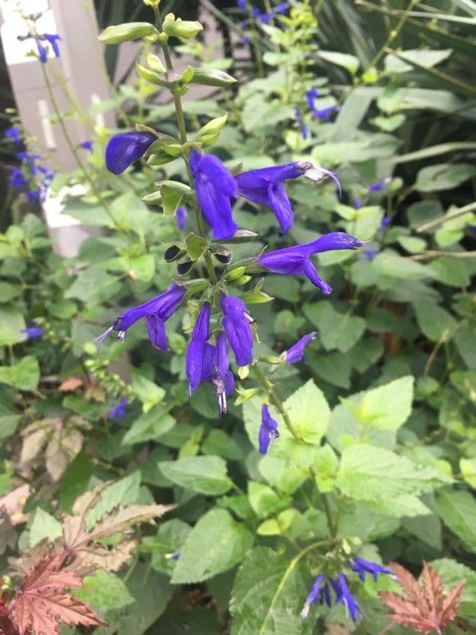 Salvia patens 4