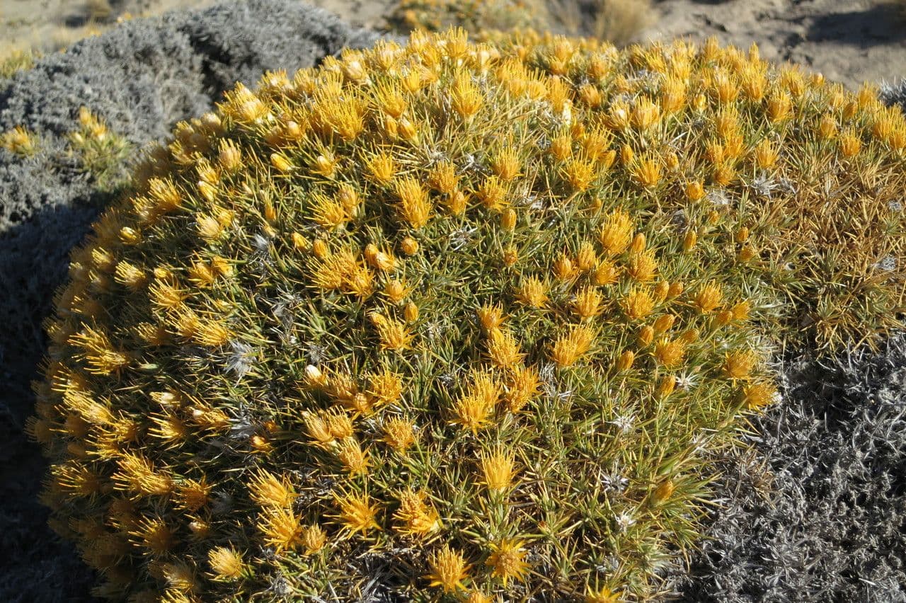 Chuquiraga 6