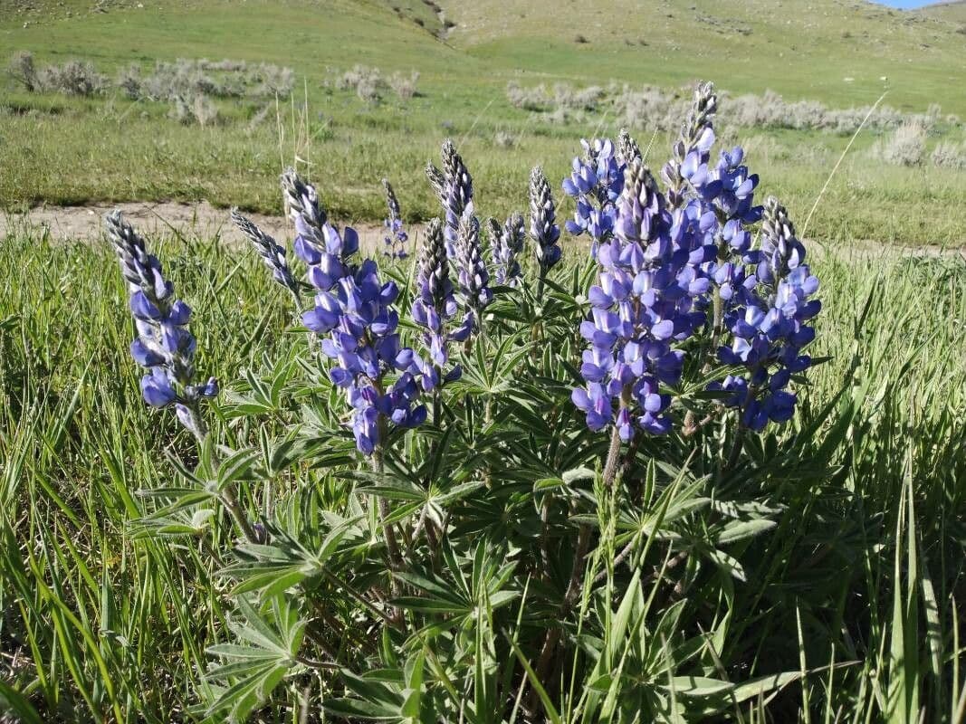 Schmalblättrige Lupine 8