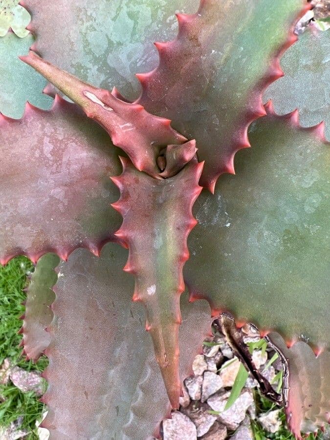 Aloe 4