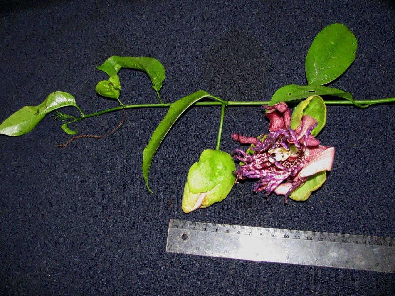 Passiflora ambigua 23