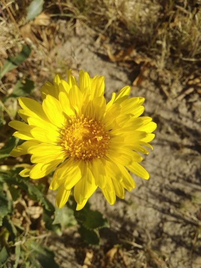 Grindelia chiloensis 3
