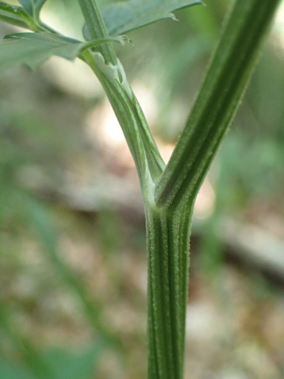 Große Bibernelle 25