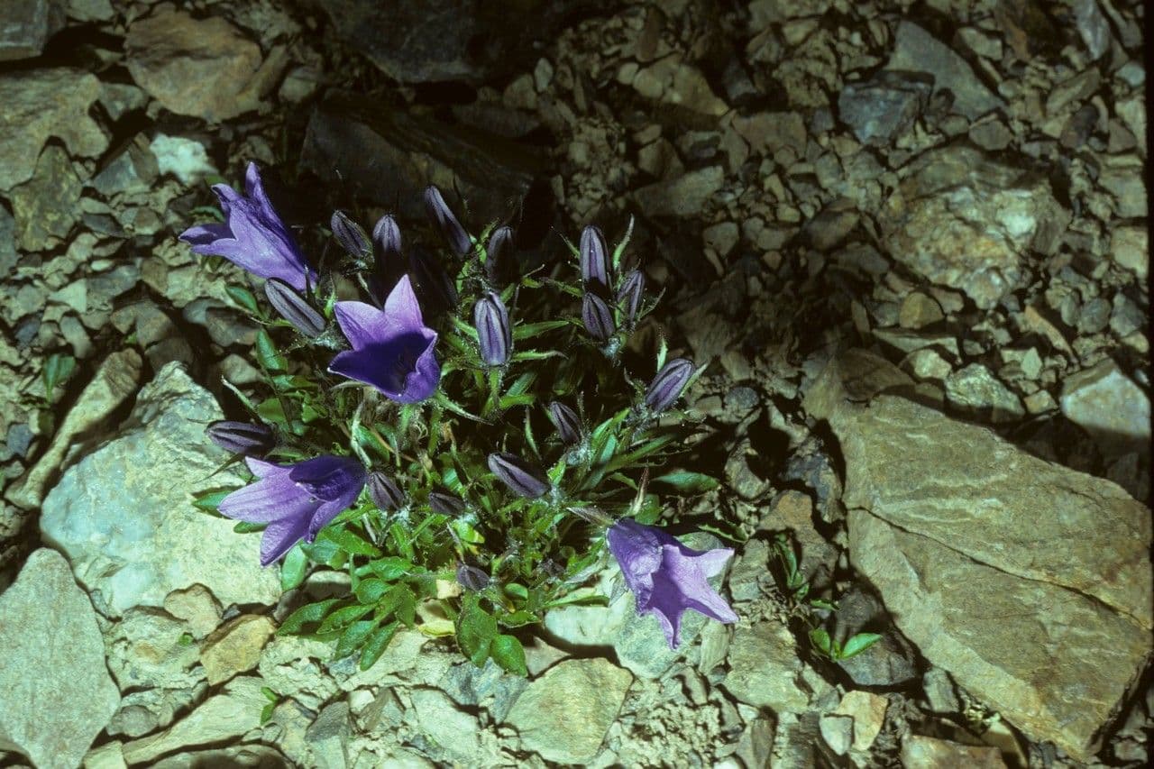 Genzianella pelosa 11
