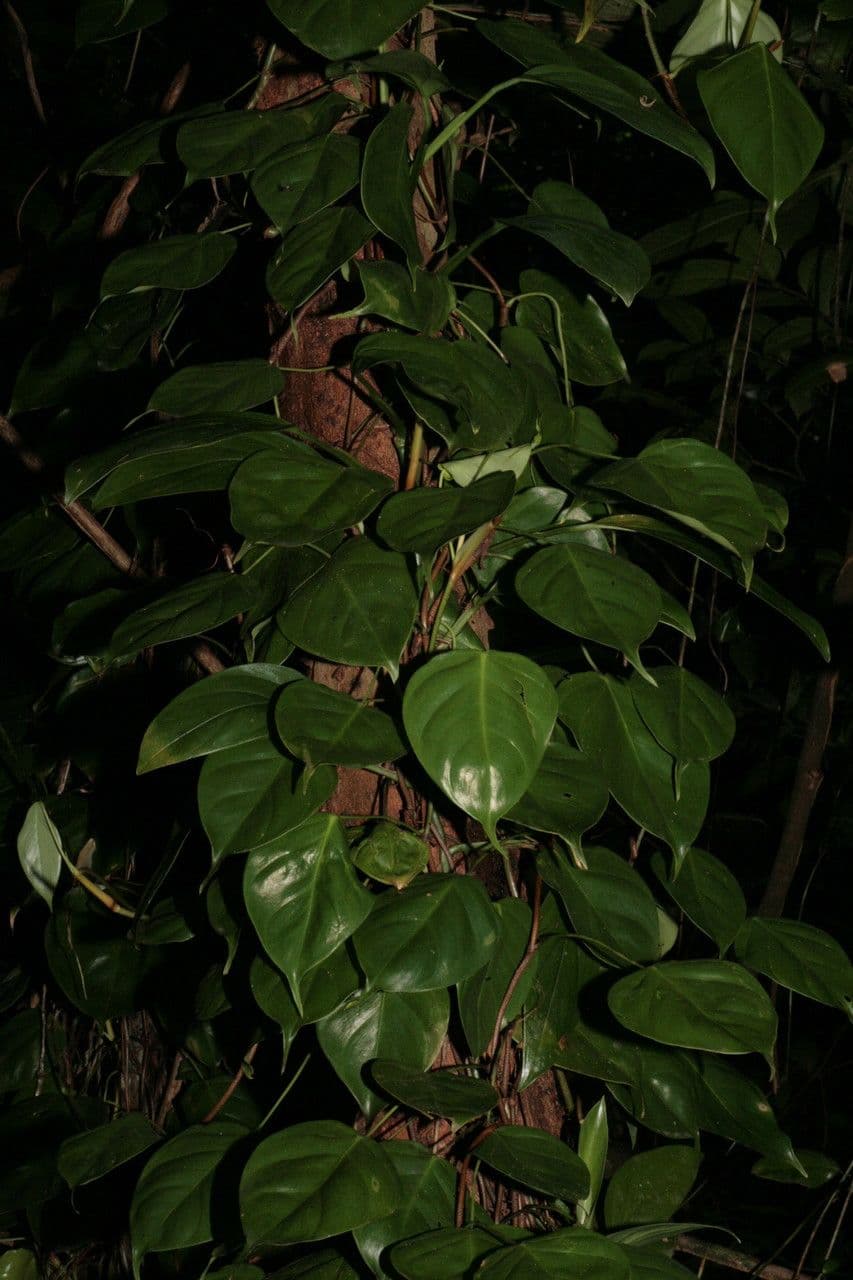 Filodendro