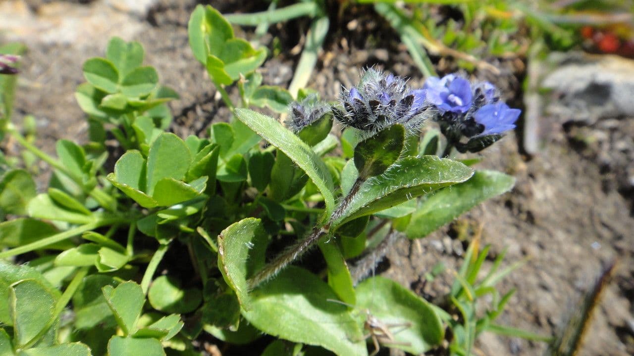 Veronica alpina 16