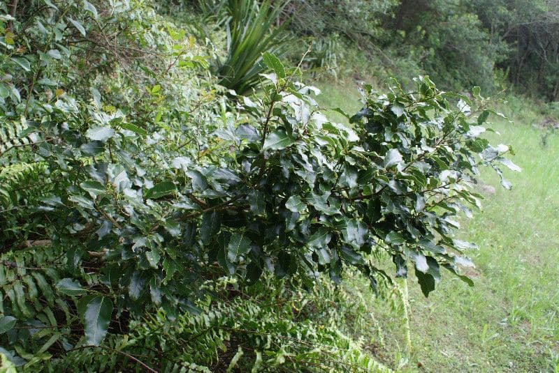 Ocotea 8