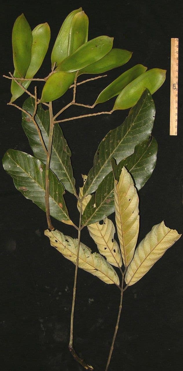 Tachigali 12