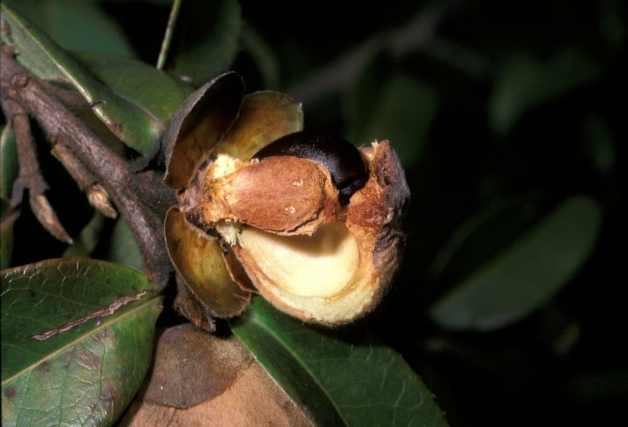 Pyrenaria 3