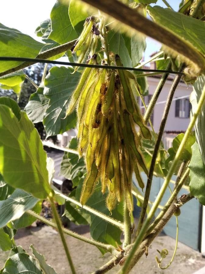 Kudzu
