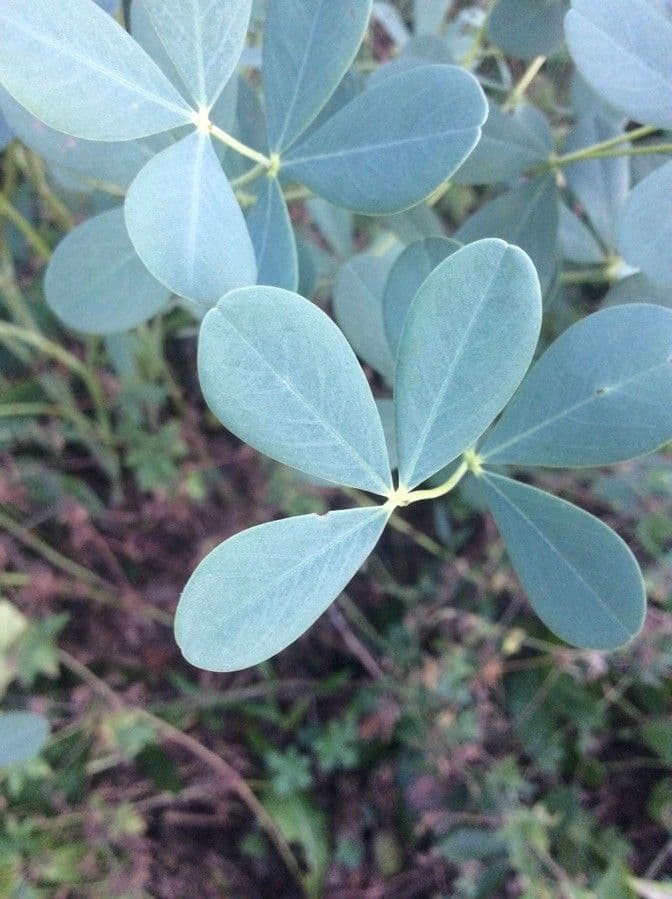 Baptisia tinctoria 15