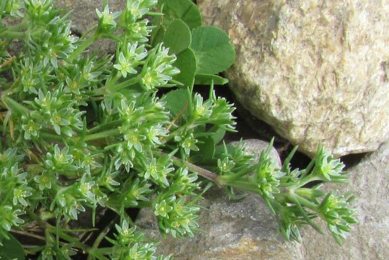 Centonchio annuale 19